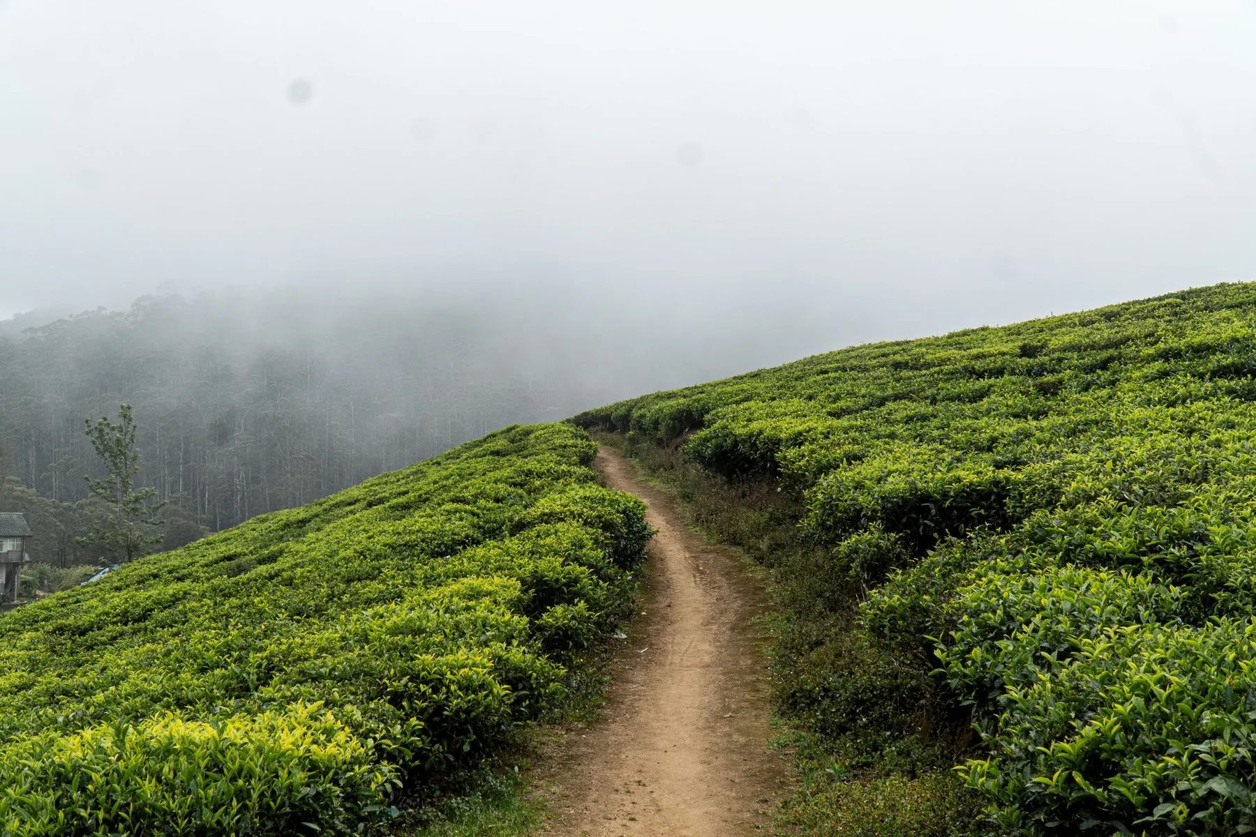A path winding through tea bushes in mist near Nuwara Eliya